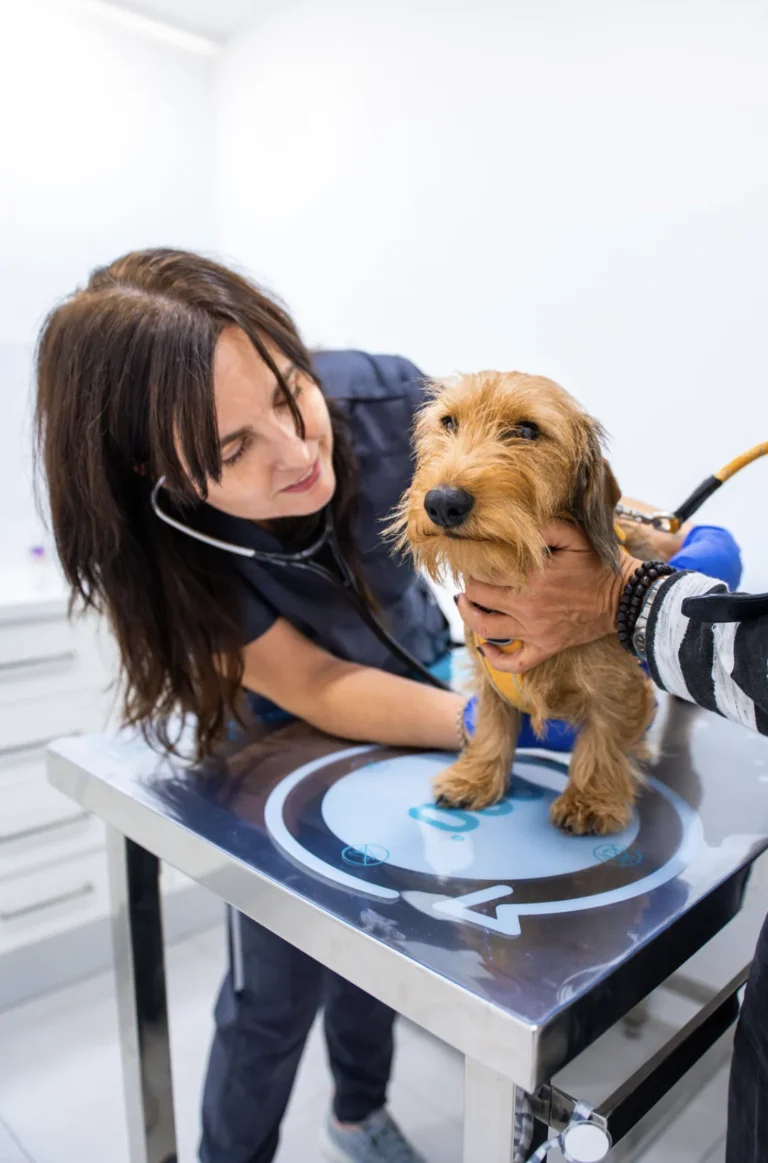 Exploración cardíaca en consulta veterinaria
