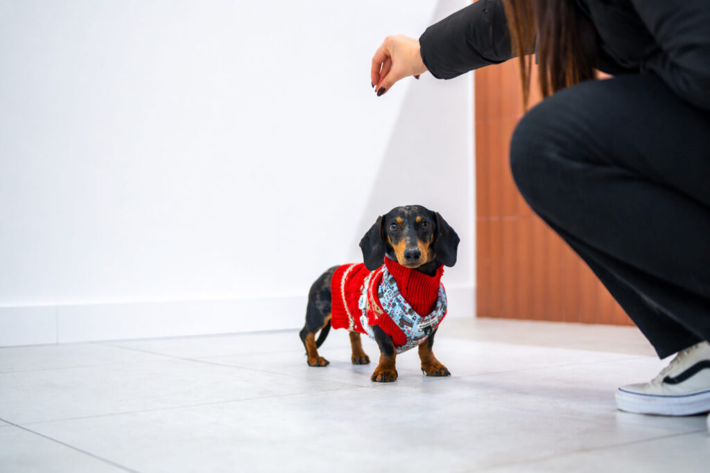 Perro en clínica veterinaria en Valencia