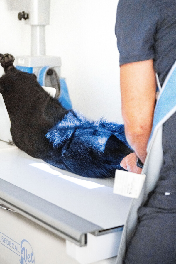 Veterinario realizando una prueba de diagnóstico por imagen a un perro en Vetericlinic, clínica veterinaria en Valencia