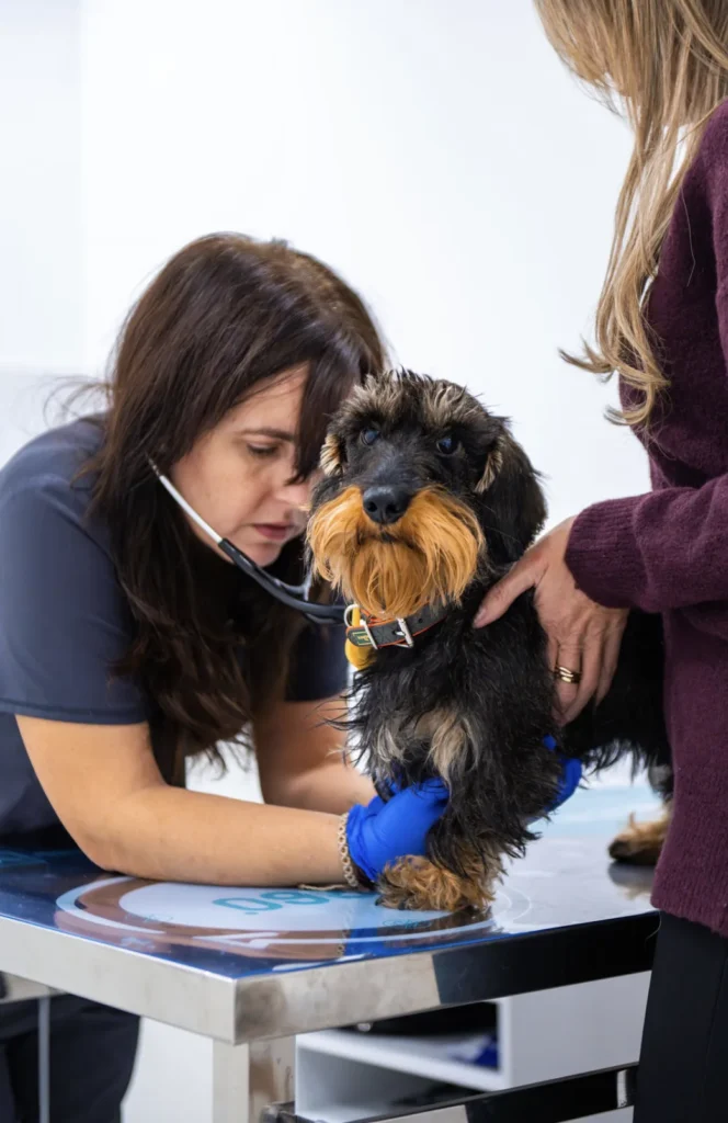 síntomas cardíacos en perros y gatos - auscultación veterinaria en Valencia