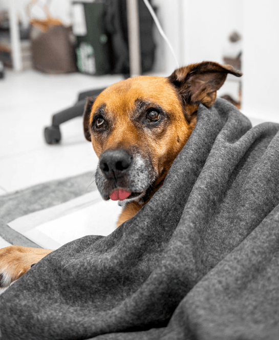 Perro mayor descansando bajo una manta con aspecto decaído, imagen ideal para explicar las causas frecuentes del vómito en perros y cuándo acudir al veterinario.