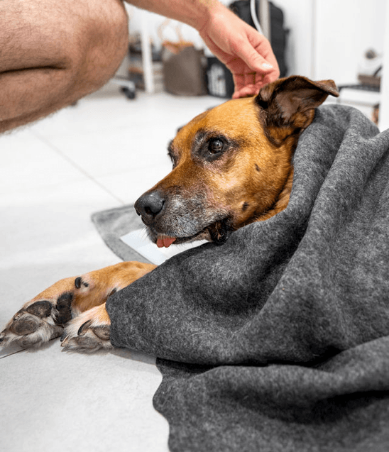 Perro tumbado y arropado mientras recibe cariño, utilizado para representar síntomas digestivos, vómitos en perros y la importancia de consultar al veterinario si el problema persiste.