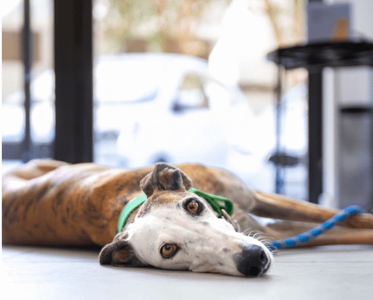 Perro tumbado en clínica veterinaria con aspecto decaído