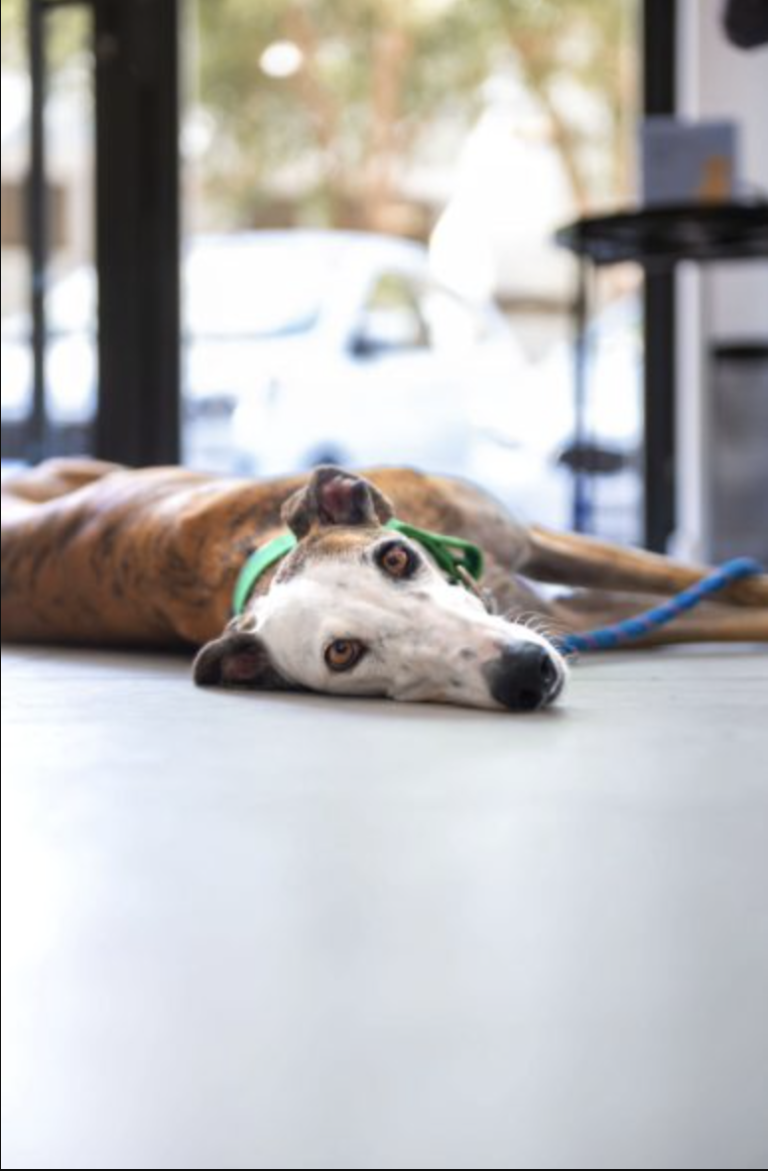 Perro descansando en el suelo de una clínica veterinaria durante un día de verano para evitar el calor