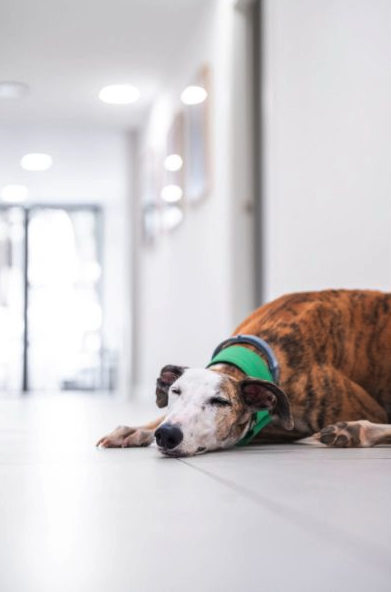 Cómo refrescar a un perro en verano dentro de casa durante una ola de calor