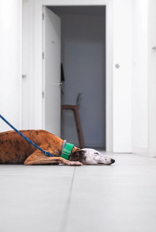 Cómo refrescar a un perro en verano descansando sobre un suelo fresco