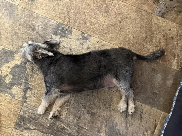 golpe de calor en perros schnauzer tumbado suelo fresco verano
