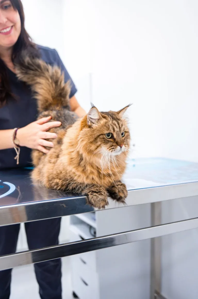 Traumatólogo veterinario en Valencia para gatos en Vetericlinic