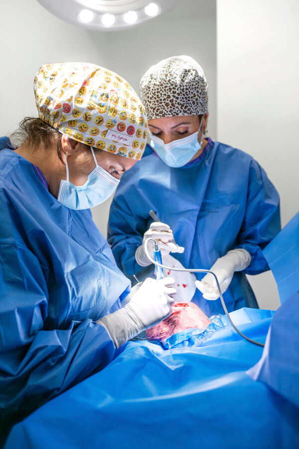 traumatólogo veterinario en Valencia para perros