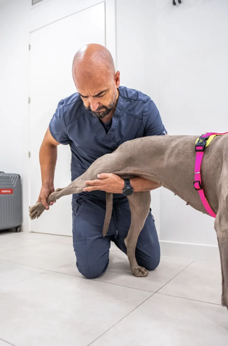 displasia de cadera en perros - exploración veterinaria en Valencia