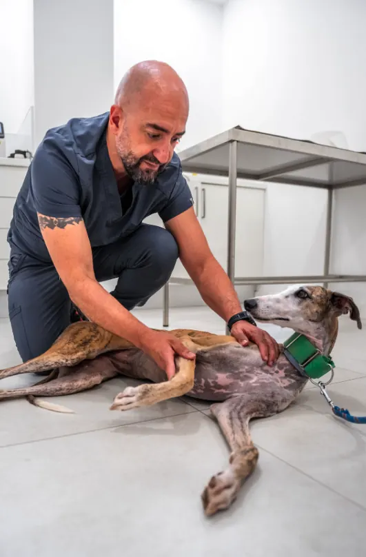 mi perro cojea mi traumatólogo de valencia lo está chequeando