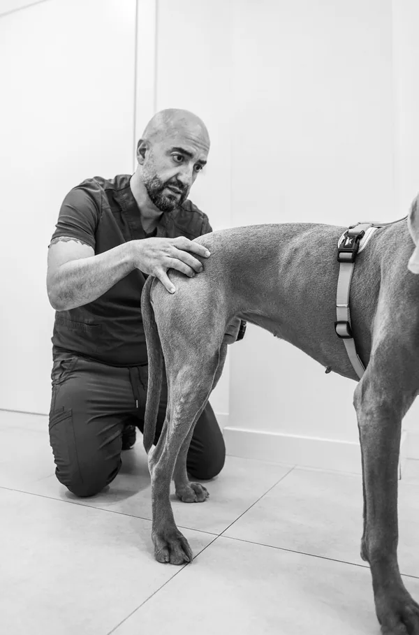 Veterinario explorando la cadera y la extremidad trasera de un perro en consulta de traumatología en Vetericlinic, Valencia