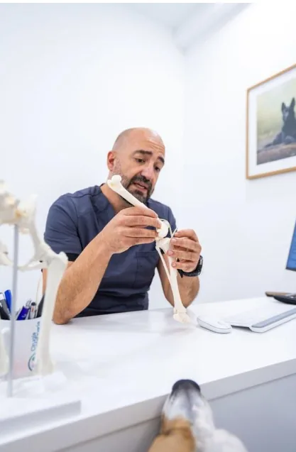 El Dr. Cañadillas explica con un modelo anatómico la cirugía TPLO de rodilla en el perro