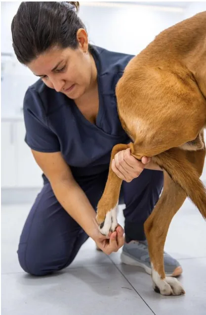 Diagnóstico de la rotura de ligamento cruzado en perros mediante la exploración de la pata trasera