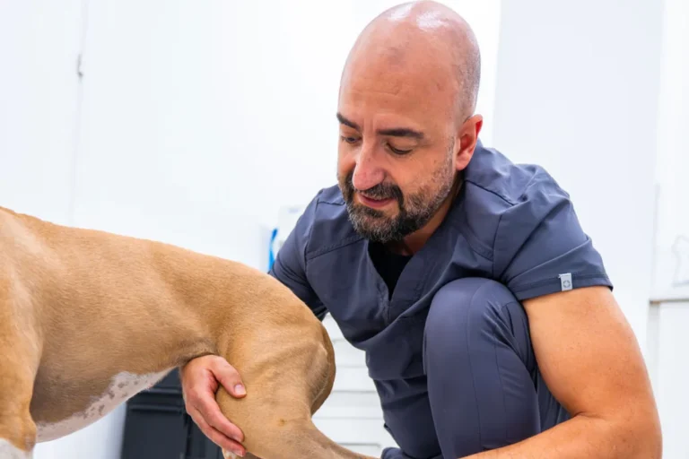 Exploración de rodilla en perro con posible rotura de menisco