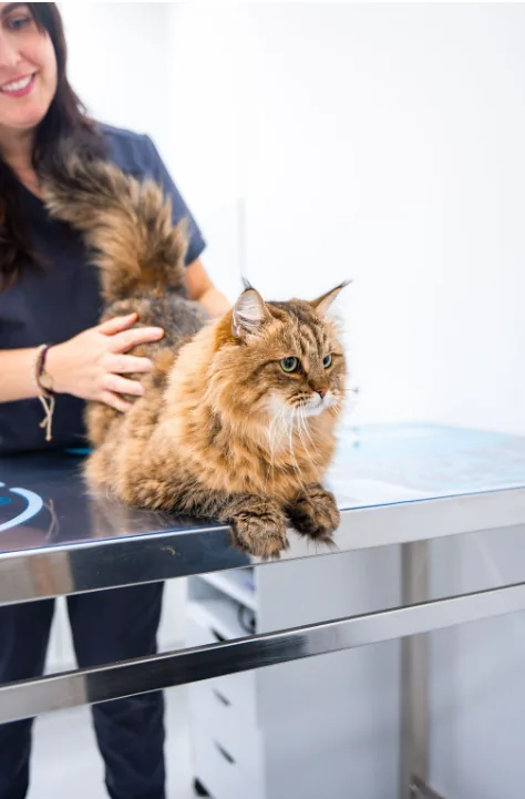 Mi gato cojea: exploración de la pata de un gato en consulta de traumatología