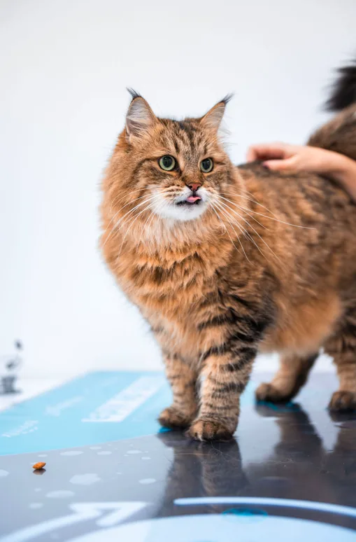 Síndrome del gato paracaidista en un gato tras una caída desde una ventana